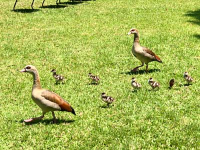 South Africa Durban Botanic Gardens birds