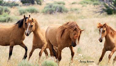 Oregon-Steens-Mt Wilderness