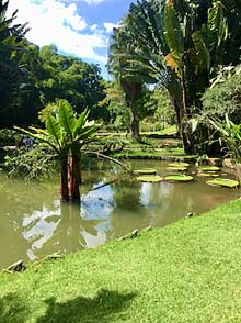 Rio de Janeiro Botanical Garden