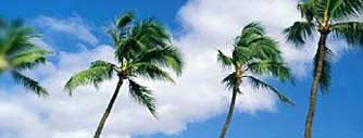 Coconut trees