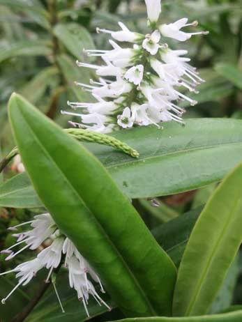 Kew Gardens Photo 13 – Dozens of orchids