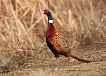 Klamath Basin National Wildlife Refuge Complex bird