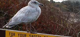 Black Turnstone bird