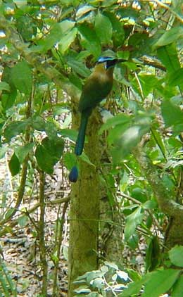 Chiapas Rio Otulum motmot