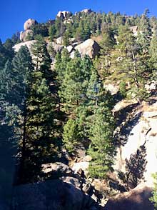 Pine Trees along the Pike’s Peak Cog Railroad route.