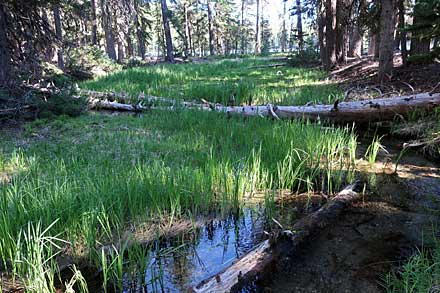 The North Umpqua River’s marshy headwaters