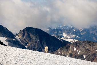 Jason Hardrath sees mountain goat