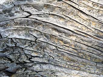 Bristlecone rings