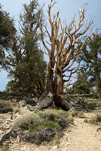 Bristlecone tree