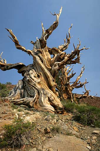 Bristlecone pine tree trunk