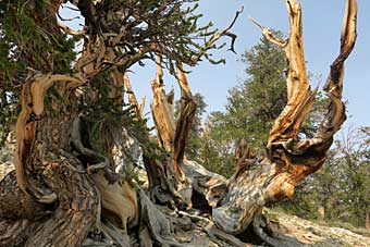 Bristlecone pine tree trunk