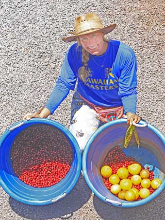 Maui coffee farm and market