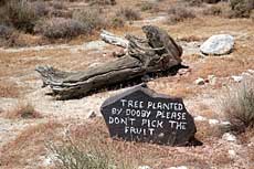 Nevada road to nowhere Guru Road/Dooby Lane  tree planted sign