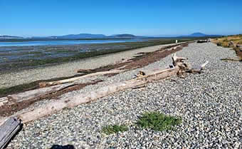 Washington State Bayview State Park beach on Padilla Bay