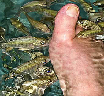 Feet in fish tank, Cambodia night market