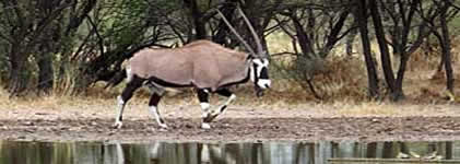 Gemsbok at watering hole