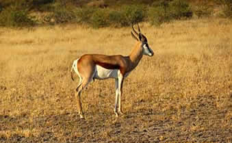 Kalahari springbok