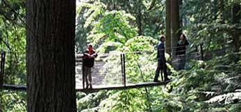 Bridge between trees