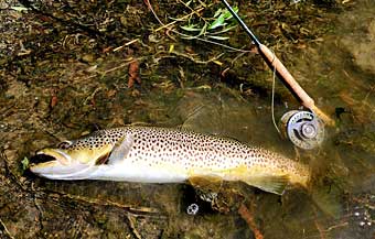 Gore, New Zealand, brown trout capital