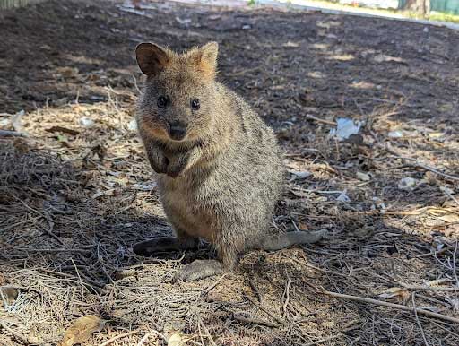 Quokka, Perth