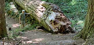 McKenzie River hiker dwarfed by fallen tree