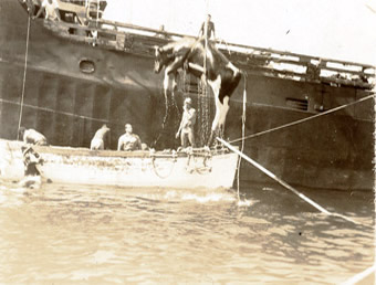 Hawaiian cattle hoisted onboard ship