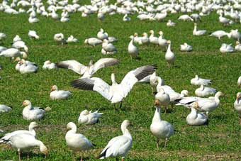 Washington State swans