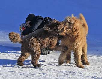 Whistler doggs tussling