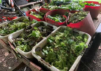 picking at the lettuce farm