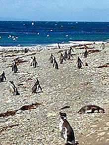 Pagagonia, Magdalena Island penguins