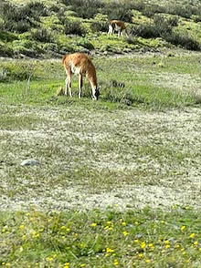 Patagonia, Torres del Paine Gguanaco
