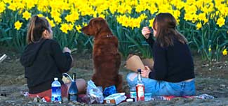 Picnic with daffodills