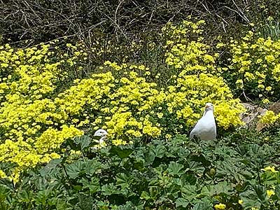 Seagulls in Alcatraz garden