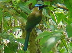 Yucatan, motmot