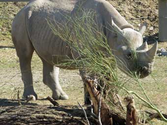 Black rhino at the Palm Desert living desert zoo