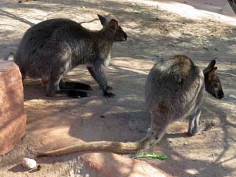 Wallabys at the Palm Desert living desert zoo