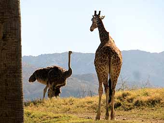 Palm Desert hike wildlife, ostrich and giraffe