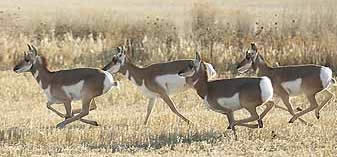 Pronghorn Antelope Outside Chotea