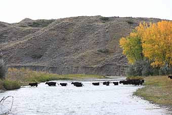 Cattle Drive Stulc Ranch