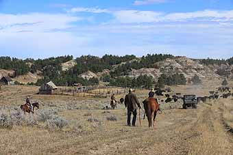 Cattle Drive Stulc Ranch