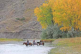 Cattle Drive Stulc Ranch