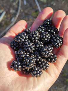 Bike Oregon, trailside blackberries