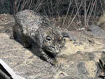 High Desert Museum bobcat