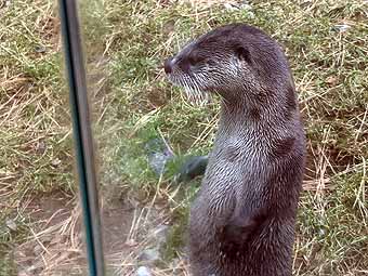 High Desert Museum otter looks away