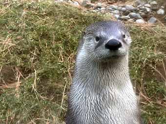 High Desert Museum otter looks toward you