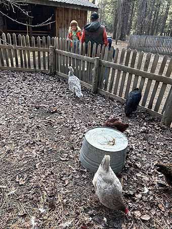 High Desert Museum turkeys